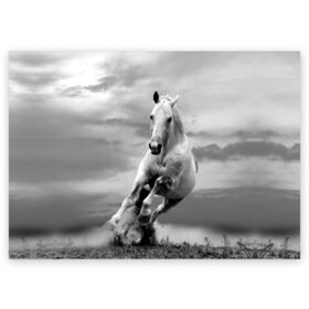 Поздравительная открытка с принтом Белая лошадь в Курске, 100% бумага | плотность бумаги 280 г/м2, матовая, на обратной стороне линовка и место для марки
 | animal | beautiful | gloss | horse | mane | mustang | muzzle | nature | white | wild | белый | грива | дикий | животное | конь | красивый | лоск | лошадь | мустанг | природа | скакун