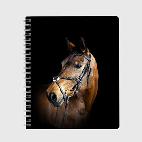 Тетрадь с принтом Гнедая лошадь в Курске, 100% бумага | 48 листов, плотность листов — 60 г/м2, плотность картонной обложки — 250 г/м2. Листы скреплены сбоку удобной пружинной спиралью. Уголки страниц и обложки скругленные. Цвет линий — светло-серый
 | animal | beautiful | black | brown | eyes | gloss | harness | horse | look | muzzle | взгляд | глаза | гнедая | гнедой | животное | конь | коричневый | красивый | лоск | лошадь | сбруя | скакун | черный