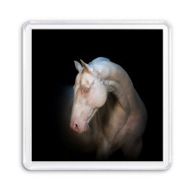 Магнит 55*55 с принтом Белая лошадь в Курске, Пластик | Размер: 65*65 мм; Размер печати: 55*55 мм | Тематика изображения на принте: animal | black | breed | horse | muscle | muzzle | strength | unusual | white | белый | животное | конь | лошадь | мышцы | необычный | порода | сила | скакун