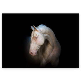 Поздравительная открытка с принтом Белая лошадь в Курске, 100% бумага | плотность бумаги 280 г/м2, матовая, на обратной стороне линовка и место для марки
 | animal | black | breed | horse | muscle | muzzle | strength | unusual | white | белый | животное | конь | лошадь | мышцы | необычный | порода | сила | скакун