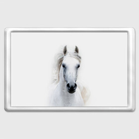 Магнит 45*70 с принтом Белая лошадь в Курске, Пластик | Размер: 78*52 мм; Размер печати: 70*45 | animal | beautiful | gloss | horse | mane | mustang | muzzle | white | wild | белый | грива | дикий | животное | конь | красивый | лоск | лошадь | мустанг | скакун