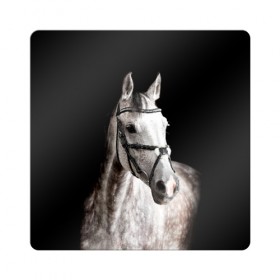 Магнит виниловый Квадрат с принтом Серный в яблоках конь в Курске, полимерный материал с магнитным слоем | размер 9*9 см, закругленные углы | animal | beautiful | black | eyes | gloss | harness | horse | look | muzzle | spotted | white | белый | в яблоках | взгляд | глаза | животное | конь | красивый | лоск | лошадь | пятнистый | сбруя | серый | скакун | черный