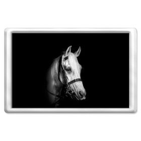Магнит 45*70 с принтом Белая лошадь в Курске, Пластик | Размер: 78*52 мм; Размер печати: 70*45 | animal | beautiful | black | eyes | gloss | harness | horse | look | muzzle | white | белый | взгляд | глаза | животное | конь | красивый | лоск | лошадь | сбруя | скакун