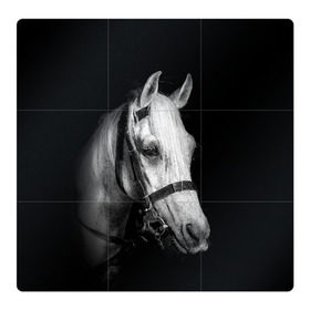 Магнитный плакат 3Х3 с принтом Белая лошадь в Курске, Полимерный материал с магнитным слоем | 9 деталей размером 9*9 см | animal | beautiful | black | eyes | gloss | harness | horse | look | muzzle | white | белый | взгляд | глаза | животное | конь | красивый | лоск | лошадь | сбруя | скакун