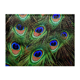 Обложка для студенческого билета с принтом Перья павлина #1 в Курске, натуральная кожа | Размер: 11*8 см; Печать на всей внешней стороне | Тематика изображения на принте: animal | bird | peacock feathers | животные | павлин | перо. | перья | птица