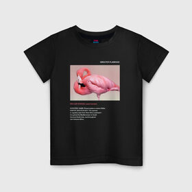 Детская футболка хлопок с принтом Greater Flamingo в Курске, 100% хлопок | круглый вырез горловины, полуприлегающий силуэт, длина до линии бедер | animals | red book | red list | животные | животные из красной книги | красная книга | редкие животные | фламинго