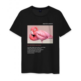 Мужская футболка хлопок с принтом Greater Flamingo в Курске, 100% хлопок | прямой крой, круглый вырез горловины, длина до линии бедер, слегка спущенное плечо. | animals | red book | red list | животные | животные из красной книги | красная книга | редкие животные | фламинго