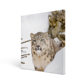 Холст квадратный с принтом Ирбис в Курске, 100% ПВХ |  | snow leopard | барс | барсы | животное | животные | звери | зверь | зима | зимы | ирбис | киски | кот | коты | кошачьи | кошка | кошки | мохнатые | мохнатый | пятнистые | пятнистый | снег | снежный