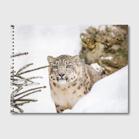 Альбом для рисования с принтом Ирбис в Курске, 100% бумага
 | матовая бумага, плотность 200 мг. | snow leopard | барс | барсы | животное | животные | звери | зверь | зима | зимы | ирбис | киски | кот | коты | кошачьи | кошка | кошки | мохнатые | мохнатый | пятнистые | пятнистый | снег | снежный