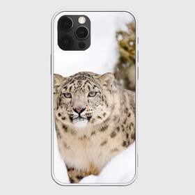 Чехол для iPhone 12 Pro с принтом Ирбис в Курске, силикон | область печати: задняя сторона чехла, без боковых панелей | snow leopard | барс | барсы | животное | животные | звери | зверь | зима | зимы | ирбис | киски | кот | коты | кошачьи | кошка | кошки | мохнатые | мохнатый | пятнистые | пятнистый | снег | снежный
