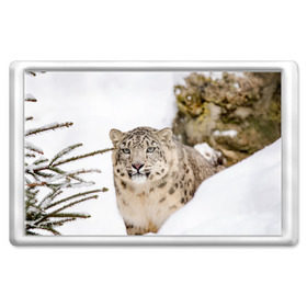 Магнит 45*70 с принтом Ирбис в Курске, Пластик | Размер: 78*52 мм; Размер печати: 70*45 | snow leopard | барс | барсы | животное | животные | звери | зверь | зима | зимы | ирбис | киски | кот | коты | кошачьи | кошка | кошки | мохнатые | мохнатый | пятнистые | пятнистый | снег | снежный