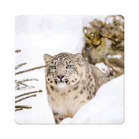 Магнит виниловый Квадрат с принтом Ирбис в Курске, полимерный материал с магнитным слоем | размер 9*9 см, закругленные углы | snow leopard | барс | барсы | животное | животные | звери | зверь | зима | зимы | ирбис | киски | кот | коты | кошачьи | кошка | кошки | мохнатые | мохнатый | пятнистые | пятнистый | снег | снежный