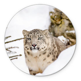 Коврик для мышки круглый с принтом Ирбис в Курске, резина и полиэстер | круглая форма, изображение наносится на всю лицевую часть | snow leopard | барс | барсы | животное | животные | звери | зверь | зима | зимы | ирбис | киски | кот | коты | кошачьи | кошка | кошки | мохнатые | мохнатый | пятнистые | пятнистый | снег | снежный