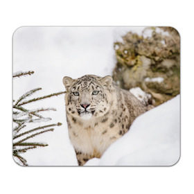 Коврик для мышки прямоугольный с принтом Ирбис в Курске, натуральный каучук | размер 230 х 185 мм; запечатка лицевой стороны | snow leopard | барс | барсы | животное | животные | звери | зверь | зима | зимы | ирбис | киски | кот | коты | кошачьи | кошка | кошки | мохнатые | мохнатый | пятнистые | пятнистый | снег | снежный
