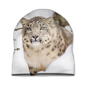 Шапка 3D с принтом Ирбис в Курске, 100% полиэстер | универсальный размер, печать по всей поверхности изделия | snow leopard | барс | барсы | животное | животные | звери | зверь | зима | зимы | ирбис | киски | кот | коты | кошачьи | кошка | кошки | мохнатые | мохнатый | пятнистые | пятнистый | снег | снежный