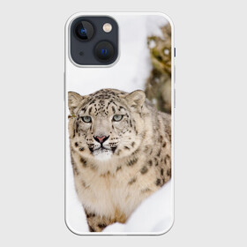 Чехол для iPhone 13 mini с принтом Ирбис в Курске,  |  | Тематика изображения на принте: snow leopard | барс | барсы | животное | животные | звери | зверь | зима | зимы | ирбис | киски | кот | коты | кошачьи | кошка | кошки | мохнатые | мохнатый | пятнистые | пятнистый | снег | снежный