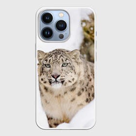 Чехол для iPhone 13 Pro с принтом Ирбис в Курске,  |  | Тематика изображения на принте: snow leopard | барс | барсы | животное | животные | звери | зверь | зима | зимы | ирбис | киски | кот | коты | кошачьи | кошка | кошки | мохнатые | мохнатый | пятнистые | пятнистый | снег | снежный
