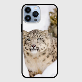 Чехол для iPhone 13 Pro Max с принтом Ирбис в Курске,  |  | snow leopard | барс | барсы | животное | животные | звери | зверь | зима | зимы | ирбис | киски | кот | коты | кошачьи | кошка | кошки | мохнатые | мохнатый | пятнистые | пятнистый | снег | снежный