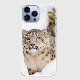 Чехол для iPhone 13 Pro Max с принтом Ирбис в Курске,  |  | Тематика изображения на принте: snow leopard | барс | барсы | животное | животные | звери | зверь | зима | зимы | ирбис | киски | кот | коты | кошачьи | кошка | кошки | мохнатые | мохнатый | пятнистые | пятнистый | снег | снежный