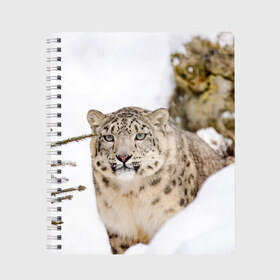 Тетрадь с принтом Ирбис в Курске, 100% бумага | 48 листов, плотность листов — 60 г/м2, плотность картонной обложки — 250 г/м2. Листы скреплены сбоку удобной пружинной спиралью. Уголки страниц и обложки скругленные. Цвет линий — светло-серый
 | snow leopard | барс | барсы | животное | животные | звери | зверь | зима | зимы | ирбис | киски | кот | коты | кошачьи | кошка | кошки | мохнатые | мохнатый | пятнистые | пятнистый | снег | снежный