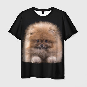 Мужская футболка 3D с принтом Рыжий Шпиц в Курске, 100% полиэфир | прямой крой, круглый вырез горловины, длина до линии бедер | детская | женская | купить | мужская | пес | рисунки щенков | рыжий | с принтом | с собаками | с собакой | со шпицами | со щенком | собака | собаки | шпиц | щенок