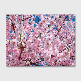 Альбом для рисования с принтом Цветущая Сакура в Курске, 100% бумага
 | матовая бумага, плотность 200 мг. | Тематика изображения на принте: 8 марта | весна | вишня | женский день | лепестки | март | поздравления | праздник 8 марта | ромашки | сакура | цветок | цветочки | цветы | япония