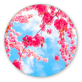 Коврик для мышки круглый с принтом Цветение Вишни в Курске, резина и полиэстер | круглая форма, изображение наносится на всю лицевую часть | flowers | pink | бутоны | весна | вишня | дерево | листья | небо | облака | природа | розовый | сакура | солнце | цветение | цветочки | цветы
