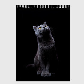 Скетчбук с принтом Кот Британец в Курске, 100% бумага
 | 48 листов, плотность листов — 100 г/м2, плотность картонной обложки — 250 г/м2. Листы скреплены сверху удобной пружинной спиралью | animal | animals | beast | black | cat | kitten | британец | британка | животное | животные | зверек | зверь | кот | котейка | котенок | котики | котэ | кошка | кошки | черная
