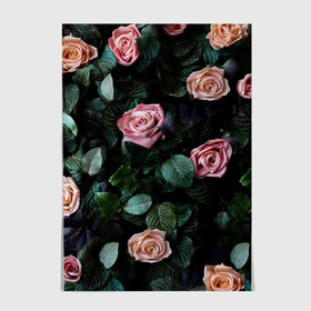 Постер с принтом PINK ROSES в Курске, 100% бумага
 | бумага, плотность 150 мг. Матовая, но за счет высокого коэффициента гладкости имеет небольшой блеск и дает на свету блики, но в отличии от глянцевой бумаги не покрыта лаком | листья | растения | розовые | розы | цветы
