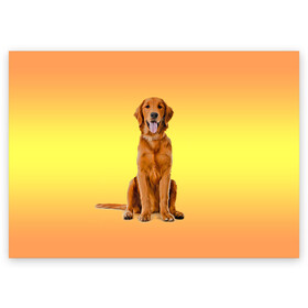 Поздравительная открытка с принтом Золотистый ретривер в Курске, 100% бумага | плотность бумаги 280 г/м2, матовая, на обратной стороне линовка и место для марки
 | Тематика изображения на принте: домашние любимцы | животные | золотистый ретривер | собака