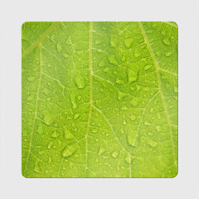 Магнит виниловый Квадрат с принтом Листок с росой в Курске, полимерный материал с магнитным слоем | размер 9*9 см, закругленные углы | зеленый | капли | перерода | текстура