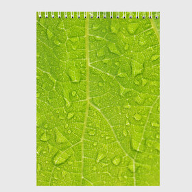 Скетчбук с принтом Листок с росой в Курске, 100% бумага
 | 48 листов, плотность листов — 100 г/м2, плотность картонной обложки — 250 г/м2. Листы скреплены сверху удобной пружинной спиралью | зеленый | капли | перерода | текстура