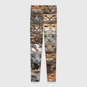 Леггинсы 3D с принтом КОТОПАТТЕРН в Курске, 80% полиэстер, 20% эластан | Эластичный пояс, зауженные к низу, низкая посадка | cat | взгляд | кот | кот хипстер | котёнок | котятки | котятушки | кошечки | кошка | мордочка