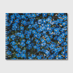 Альбом для рисования с принтом Поле синих цветов фиалки лето в Курске, 100% бумага
 | матовая бумага, плотность 200 мг. | голубые цветочки | лето | луг | незабудки | поле | поляна | синие цветы | узор из цветов | фиалки | фото реализм | цветы