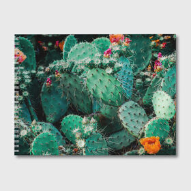 Альбом для рисования с принтом кактусы с цветами реализм в Курске, 100% бумага
 | матовая бумага, плотность 200 мг. | бутоны | иголки | кактус | кактусы | комнатные растения | лето | реализм | суккуленты | тропики | узор | цветки | цветы | экзотика