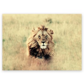 Поздравительная открытка с принтом Lion King в Курске, 100% бумага | плотность бумаги 280 г/м2, матовая, на обратной стороне линовка и место для марки
 | animals | king | lion | африка | взгляд | голова | грива | дикие | животные | зверек | зверь | зодиак | клыки | король | кот | кошак | кошка | лапы | лев | лео | львенок | оскал | природа | саванна | симба | созвездие