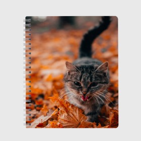 Тетрадь с принтом мяукающий кот осенние листья в Курске, 100% бумага | 48 листов, плотность листов — 60 г/м2, плотность картонной обложки — 250 г/м2. Листы скреплены сбоку удобной пружинной спиралью. Уголки страниц и обложки скругленные. Цвет линий — светло-серый
 | золотая осень | кот | кошка | крик | листва | листья | мяу | мяукает | осень | сезон | уличный котейка