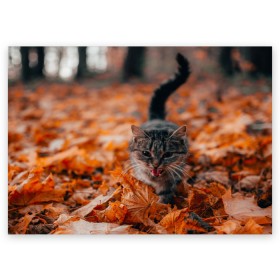 Поздравительная открытка с принтом мяукающий кот осенние листья в Курске, 100% бумага | плотность бумаги 280 г/м2, матовая, на обратной стороне линовка и место для марки
 | золотая осень | кот | кошка | крик | листва | листья | мяу | мяукает | осень | сезон | уличный котейка