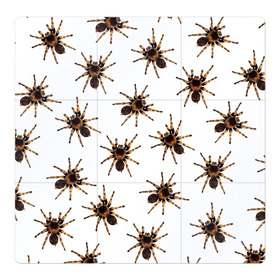 Магнитный плакат 3Х3 с принтом В пауках в Курске, Полимерный материал с магнитным слоем | 9 деталей размером 9*9 см | pattern | spider | джунгли | дикие | животные | жуки | звери | лапы | мерзкие | монстр | насекомые | паттерн | паук | пауки | паутина | паучок | птицеед | страшный | существа | тараканы | тарантул | тропики