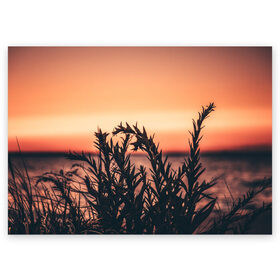 Поздравительная открытка с принтом Трава растение закат силуэт в Курске, 100% бумага | плотность бумаги 280 г/м2, матовая, на обратной стороне линовка и место для марки
 | закат | кусты | лето | на каждый день | природа | рассвет | растение | свет | силуэт