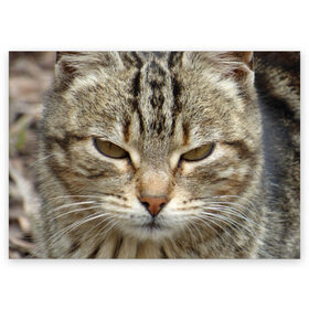 Поздравительная открытка с принтом Кот в Курске, 100% бумага | плотность бумаги 280 г/м2, матовая, на обратной стороне линовка и место для марки
 | животное | животные | звери | зверь | киска | киски | кисуля | кот | котейки | котик | котики | коты | кошечка | кошка | кошки | природа | хищник | хищники