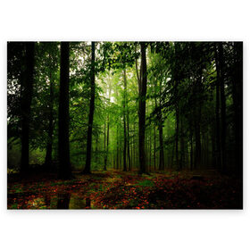 Поздравительная открытка с принтом Лес в Курске, 100% бумага | плотность бумаги 280 г/м2, матовая, на обратной стороне линовка и место для марки
 | Тематика изображения на принте: деревья | земля . | лес | листья | лучи