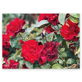 Поздравительная открытка с принтом Red Roses в Курске, 100% бумага | плотность бумаги 280 г/м2, матовая, на обратной стороне линовка и место для марки
 | Тематика изображения на принте: bush | floral | flower | garden | green | nature | red roses | бутоны | красная роза | куст | листья | природа | роза | сад | цветение | цветок | цветы