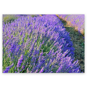 Поздравительная открытка с принтом Lavender field в Курске, 100% бумага | плотность бумаги 280 г/м2, матовая, на обратной стороне линовка и место для марки
 | field | green | lavender | nature | summer | violet | бутон | клумба. | лаванда | лето | лиловый | поле | сиреневый | фиолетовый | цветение | цветок | цветы