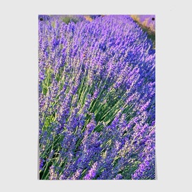 Постер с принтом Lavender field в Курске, 100% бумага
 | бумага, плотность 150 мг. Матовая, но за счет высокого коэффициента гладкости имеет небольшой блеск и дает на свету блики, но в отличии от глянцевой бумаги не покрыта лаком | Тематика изображения на принте: field | green | lavender | nature | summer | violet | бутон | клумба. | лаванда | лето | лиловый | поле | сиреневый | фиолетовый | цветение | цветок | цветы