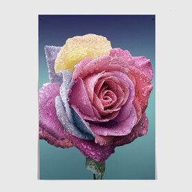 Постер с принтом Роза в Курске, 100% бумага
 | бумага, плотность 150 мг. Матовая, но за счет высокого коэффициента гладкости имеет небольшой блеск и дает на свету блики, но в отличии от глянцевой бумаги не покрыта лаком | природа | разноцветная | разноцветные | растение | растения | роза | розочка | розочки | розы | цветная | цветные | цветок | цветы