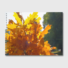 Альбом для рисования с принтом Букет из осенних листьев в Курске, 100% бумага
 | матовая бумага, плотность 200 мг. | бабье лето | золотая осень | листья желтые | листья осенние | сентябрь | третье сентября