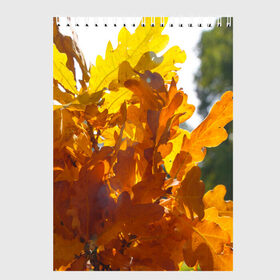Скетчбук с принтом Букет из осенних листьев в Курске, 100% бумага
 | 48 листов, плотность листов — 100 г/м2, плотность картонной обложки — 250 г/м2. Листы скреплены сверху удобной пружинной спиралью | бабье лето | золотая осень | листья желтые | листья осенние | сентябрь | третье сентября