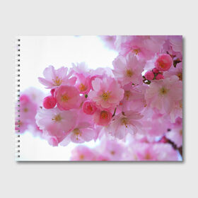 Альбом для рисования с принтом Японская вишня в Курске, 100% бумага
 | матовая бумага, плотность 200 мг. | Тематика изображения на принте: вишни | вишня | дерево | деревья | природа | природный | растение | растения | флора | цветок | цветущая | цветущие | цветущий | цветы | японская | японские
