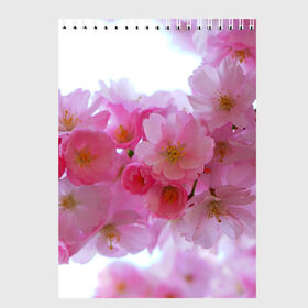 Скетчбук с принтом Японская вишня в Курске, 100% бумага
 | 48 листов, плотность листов — 100 г/м2, плотность картонной обложки — 250 г/м2. Листы скреплены сверху удобной пружинной спиралью | Тематика изображения на принте: вишни | вишня | дерево | деревья | природа | природный | растение | растения | флора | цветок | цветущая | цветущие | цветущий | цветы | японская | японские